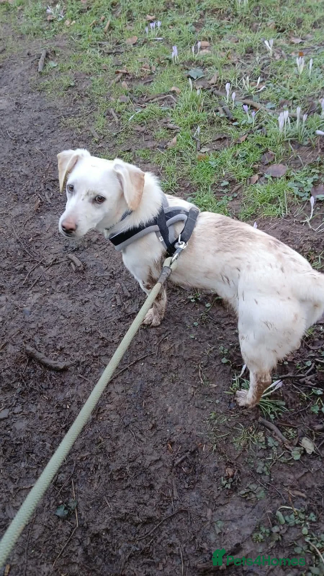 Mixed Breed dogs for adoption: MINNIE - LITTLE DYNAMO - Advert 1