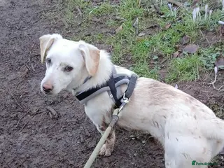 Mixed Breed dogs MINNIE - LITTLE DYNAMO - Advert 1