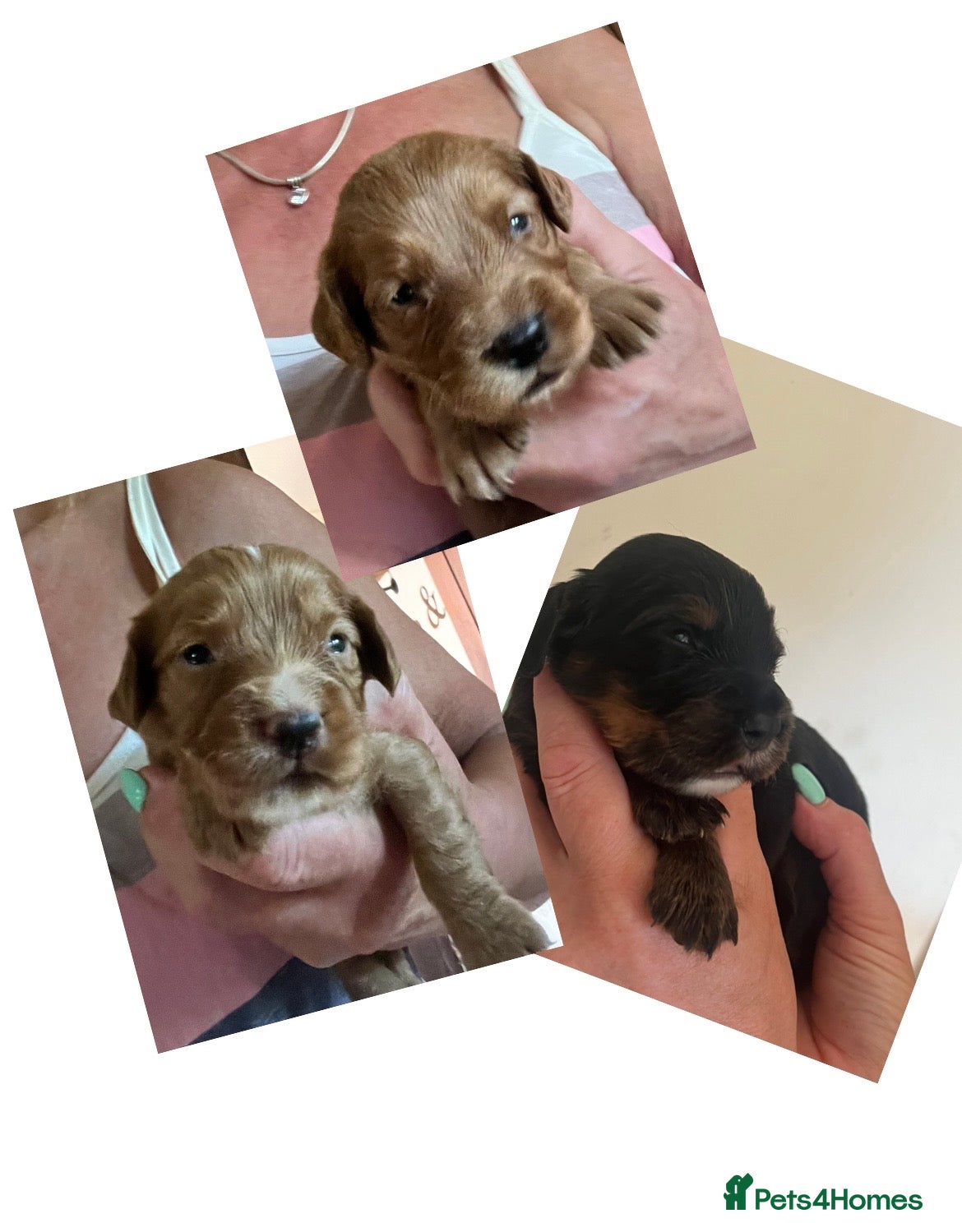 Cocker Spaniel dogs KC COCKER PUPS BLACK WHITE CHOCOLATE TAN TRI RED - Advert 16