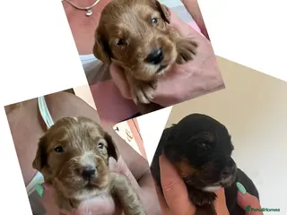 Cocker Spaniel dogs KC COCKER PUPS BLACK WHITE CHOCOLATE TAN TRI RED - Advert 16