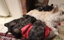 Mixed Breed dogs for sale: Wairns: Westie/ Cairn Pups - Image 16
