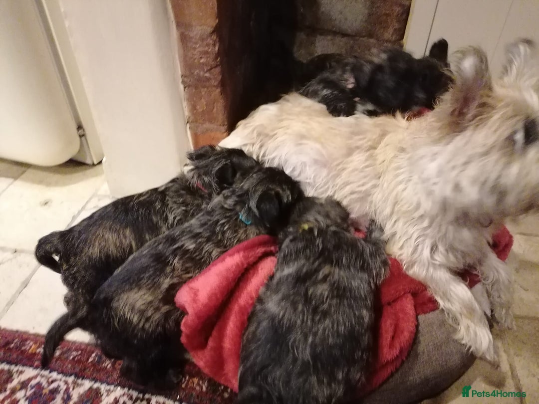 Mixed Breed dogs for sale: Wairns: Westie/ Cairn Pups - Image 16