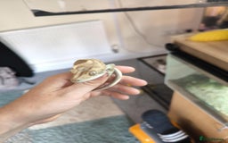 Gecko reptiles for sale: Vivarium with 3 crested geckos - Image 3