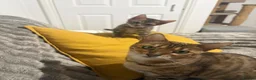 Bengal cats for sale: Pure Bred Bengal Male  - Advert 8