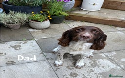 English Springer Spaniel dogs for sale: 🐶 6 x KC REG SPRINGER SPANIELS READY 30th OCT 🎃 - Image 13