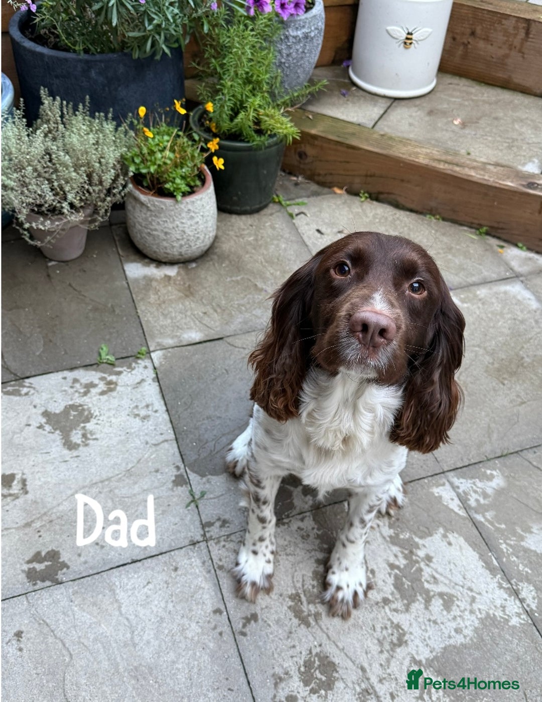 English Springer Spaniel dogs for sale: 🐶 6 x KC REG SPRINGER SPANIELS READY 30th OCT 🎃 - Image 13