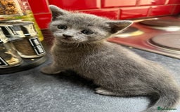 Russian Blue cats for sale: Russian Blue kittens  - Image 9