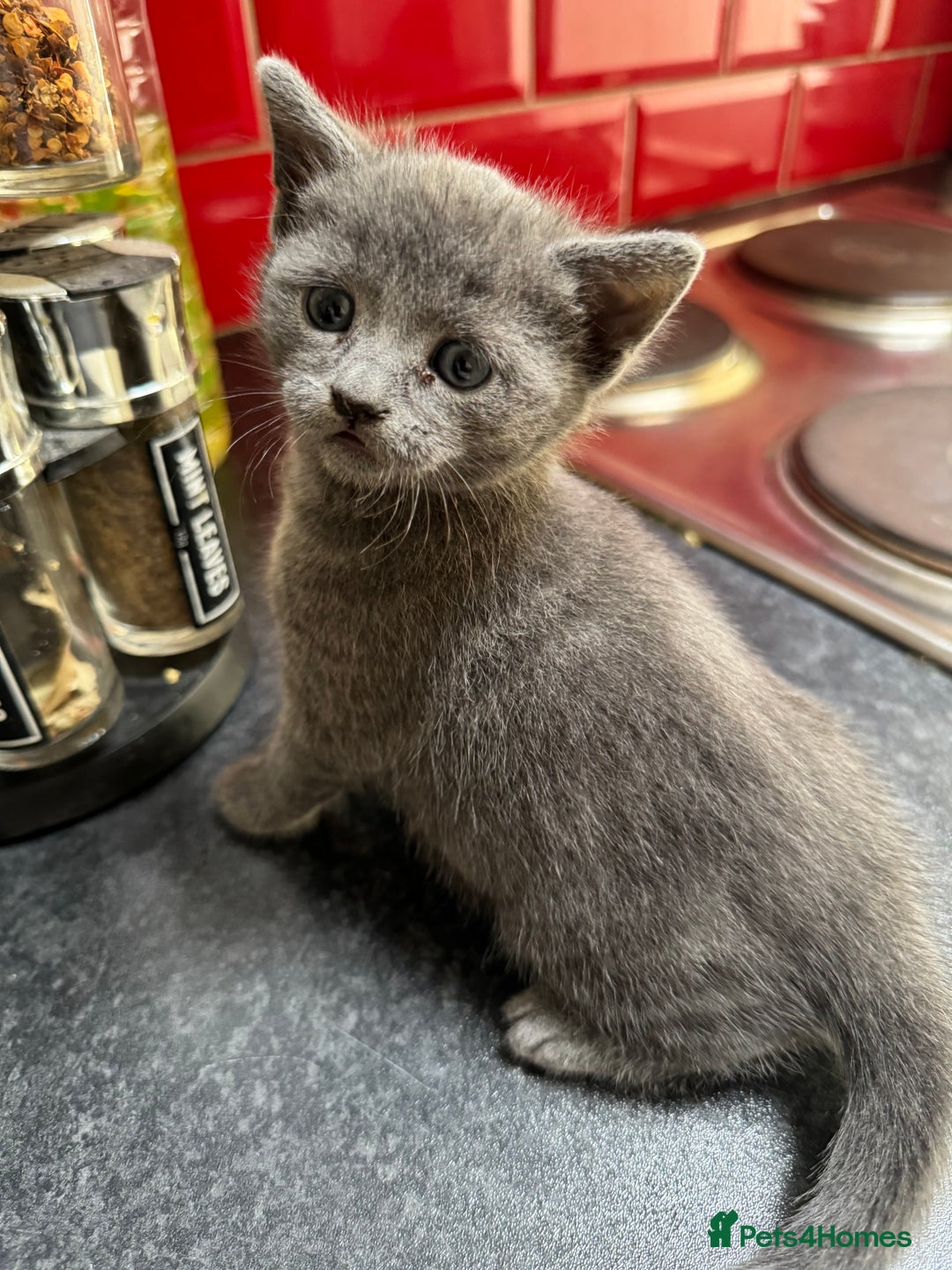 Russian Blue cats for sale: Russian Blue kittens  - Image 9