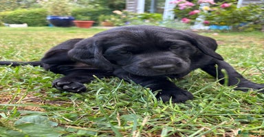 Labrador Retriever dogs - Advert 1