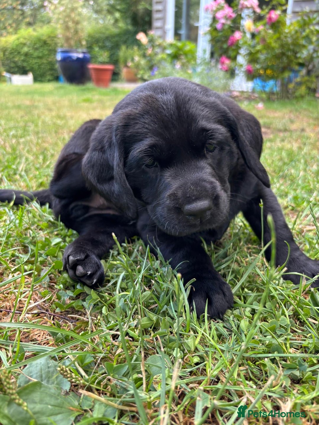 Labrador Retriever dogs for sale: Gorgeous black dog remaining from litter  - Image 2