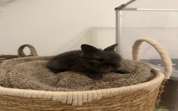 Lionhead rabbits for sale: 5 Gorgeous Fluffy Double Maned Lionheads - Image 4