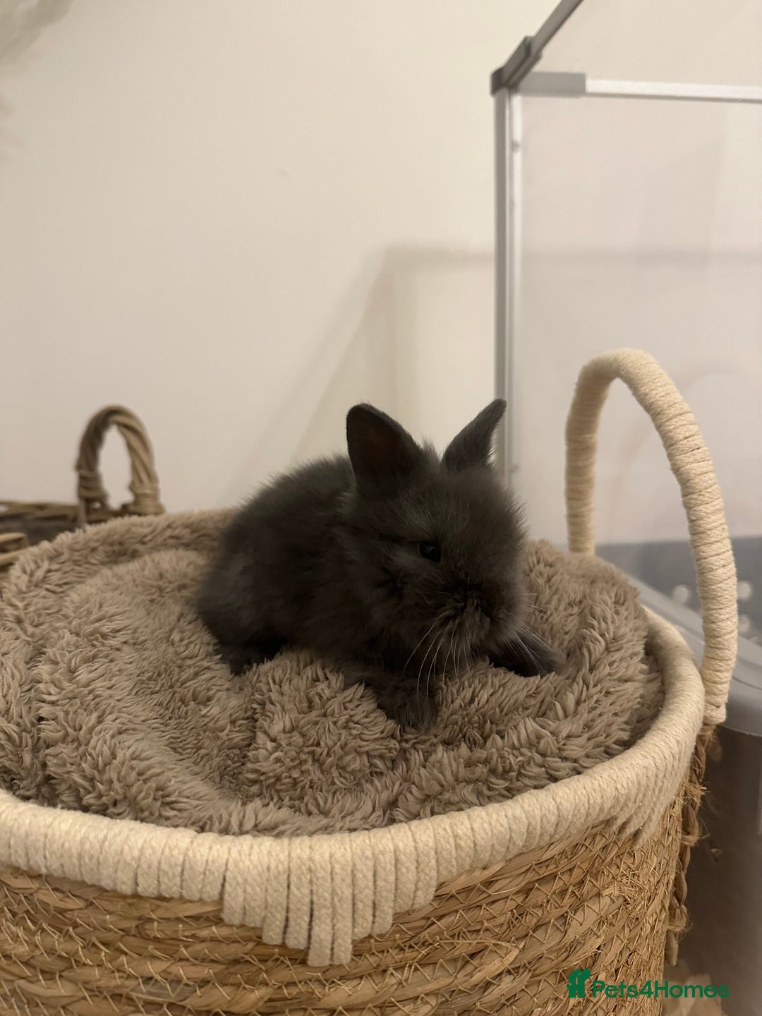 Lionhead rabbits for sale: 5 Gorgeous Fluffy Double Maned Lionheads - Image 4