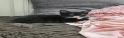 Mixed Breed cats for sale: 🐾GORGEOUS KITTENS READY FOR THEIR FOREVER HOMES🐾 - Advert 23