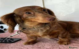 Miniature Dachshund dogs for sale: Gorgeous Miniature Dachshunds - Image 29
