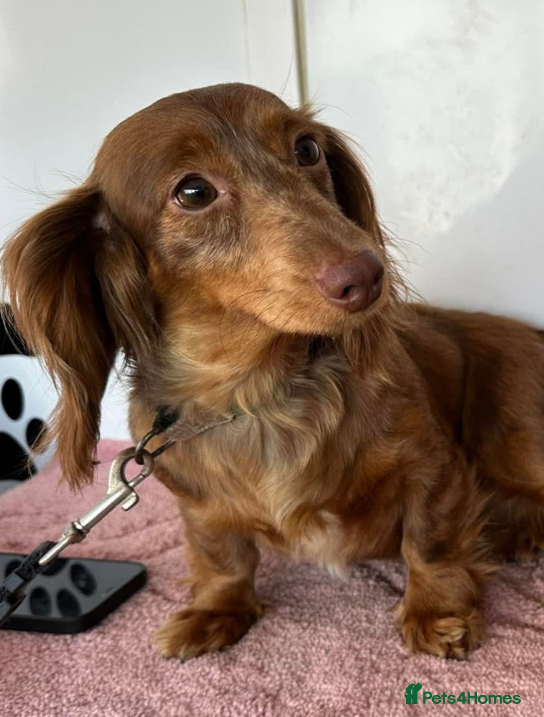 Miniature Dachshund dogs for sale: Gorgeous Miniature Dachshunds - Image 29