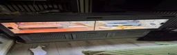 Bearded Dragon reptiles for sale: 2 female beaded dragons - Advert 5