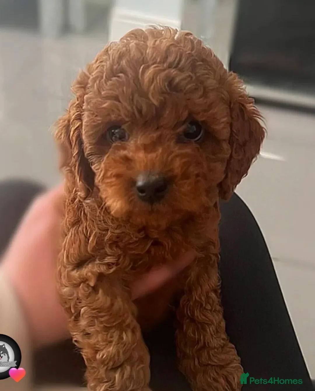 Cockapoo dogs for sale: Beautiful F2 cockapoo  - Advert 1