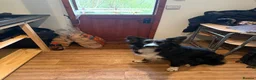 Border Collie dogs for sale: Max - boarder collie  in Sale - Advert 1