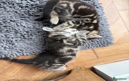Maine Coon cats for sale: 1/2 Maine Coon kittens - Cardiff - Image 7