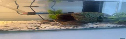Turtle reptiles for sale: 2 musk turtles in Dudley - Advert 3