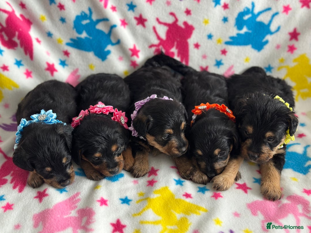 Jackapoo dogs for sale: Jackapoos  - Image 2