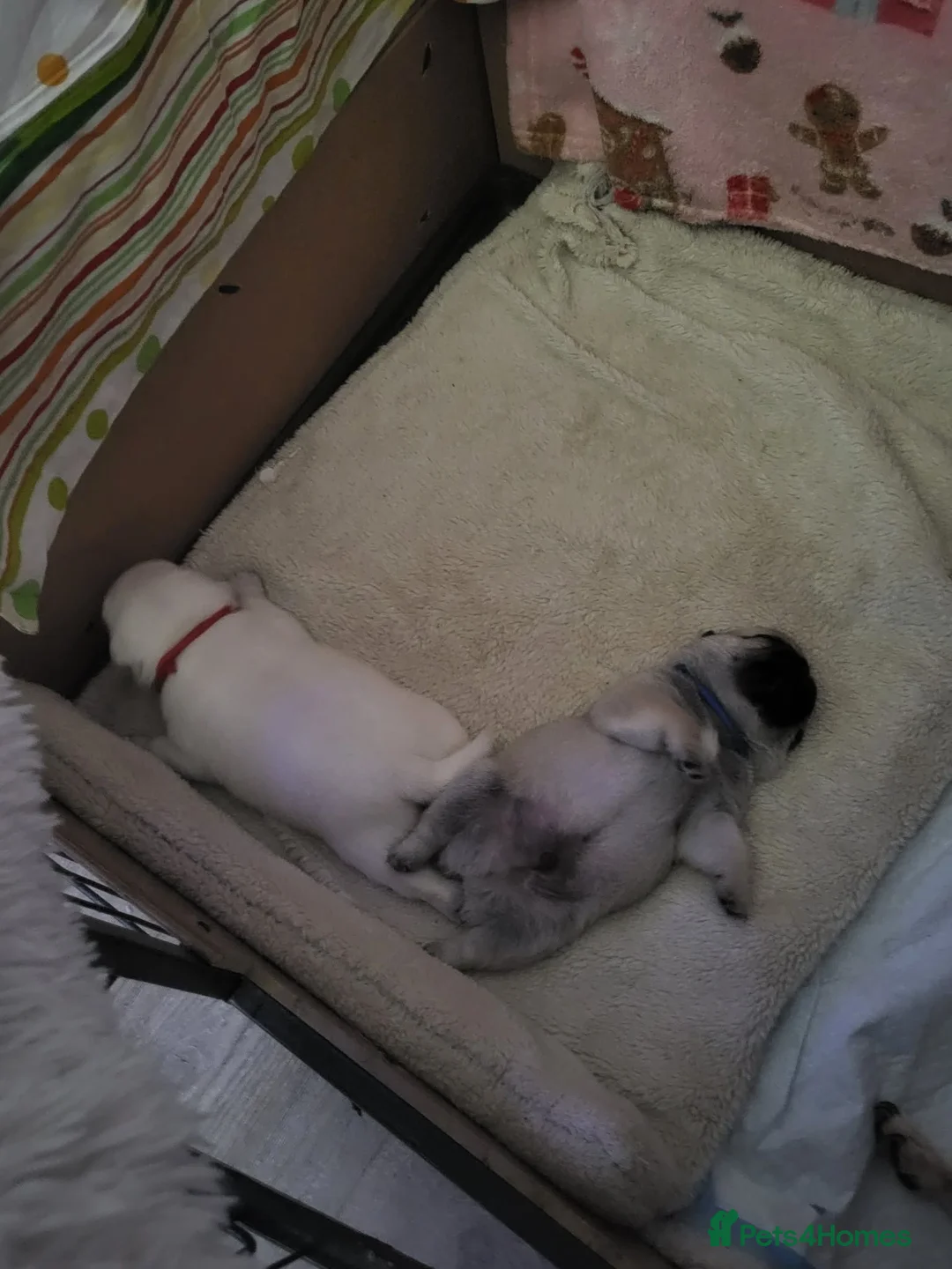 Pug dogs for sale: Pug puppies  - Advert 2