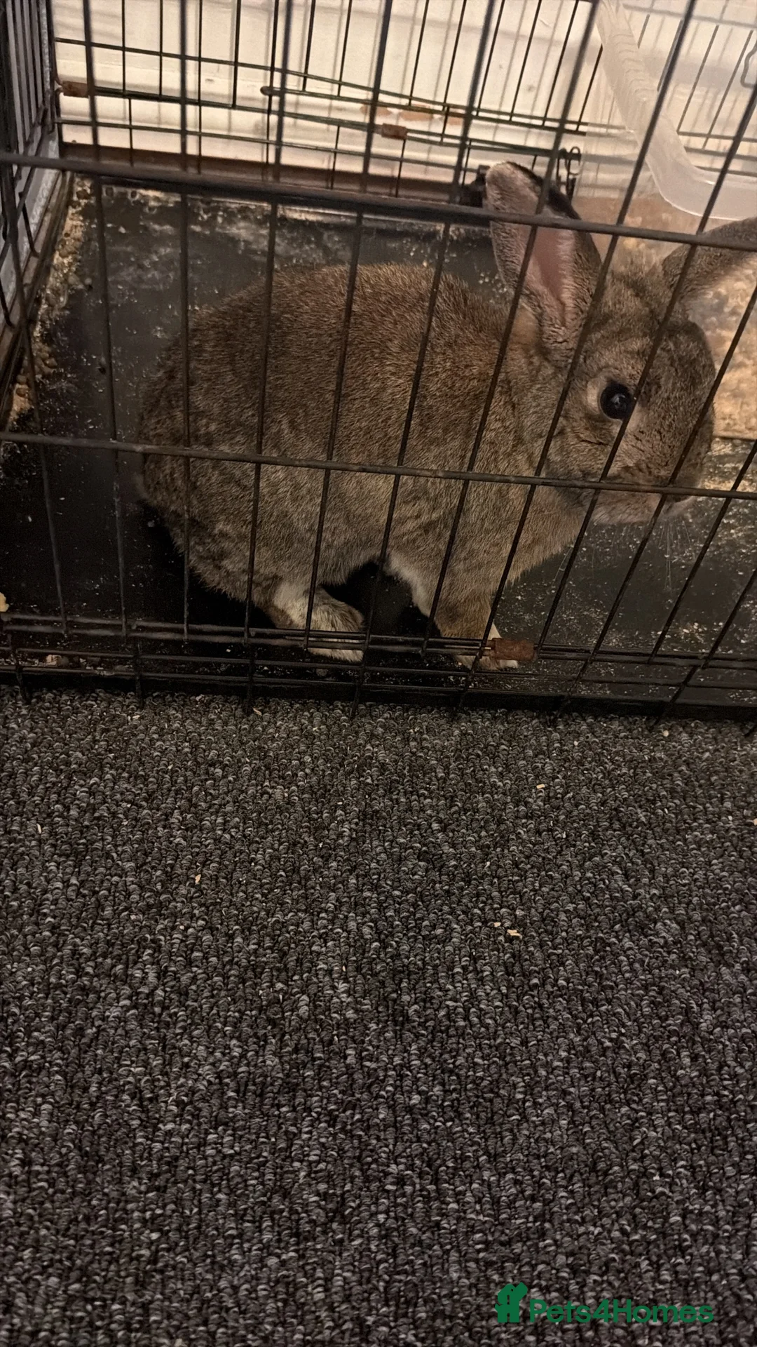 Netherland Dwarf rabbits for sale: Sweet, friendly trained boy in Nuneaton - Advert 1