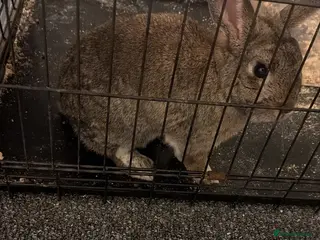 Netherland Dwarf rabbits Sweet, friendly trained boy - Advert 2