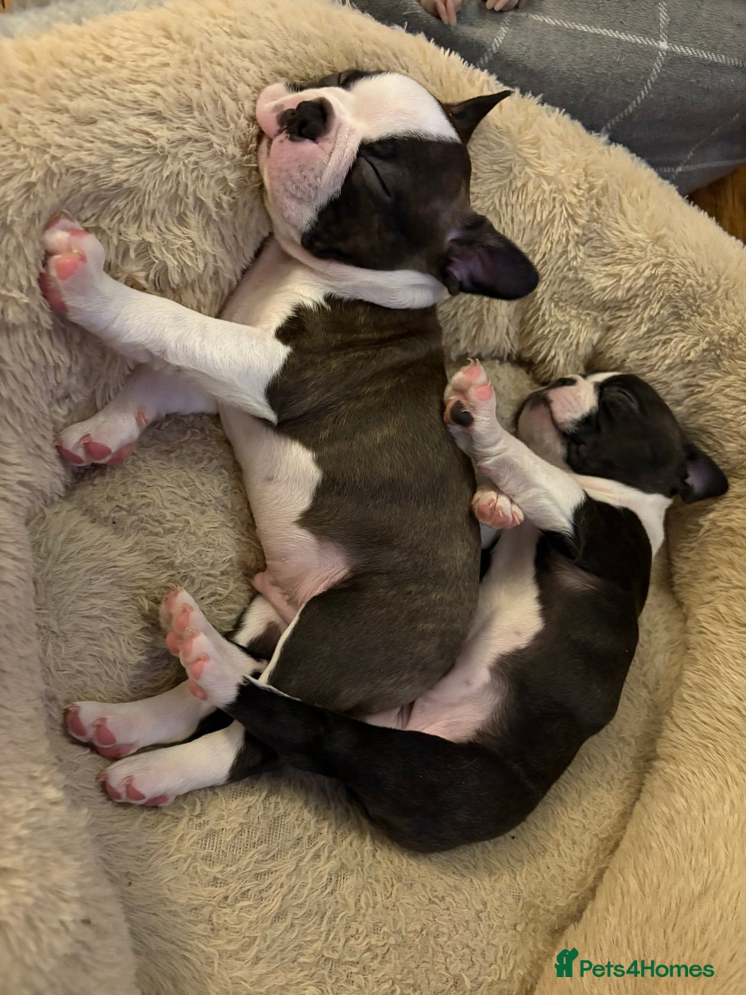 Boston Terrier dogs for sale: Boston Terrier Puppies. Ready in 2 weeks.  - Advert 2