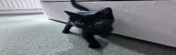 Mixed Breed cats for sale: Two black kittens ready for homes.   in Stoke-on-Trent - Advert 7