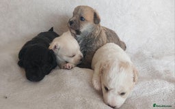 Poodle dogs for stud: Miniature poodle x norwich terrier - Image 16