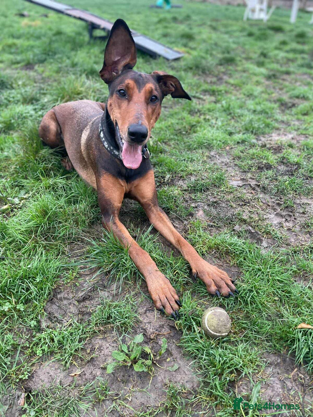 Mixed Breed dogs for adoption: BEAUTIFUL BONNIE  - Advert 4
