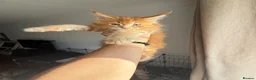Maine Coon cats for sale: Rare beautiful reds, creams and blue Maine Coons - Advert 5