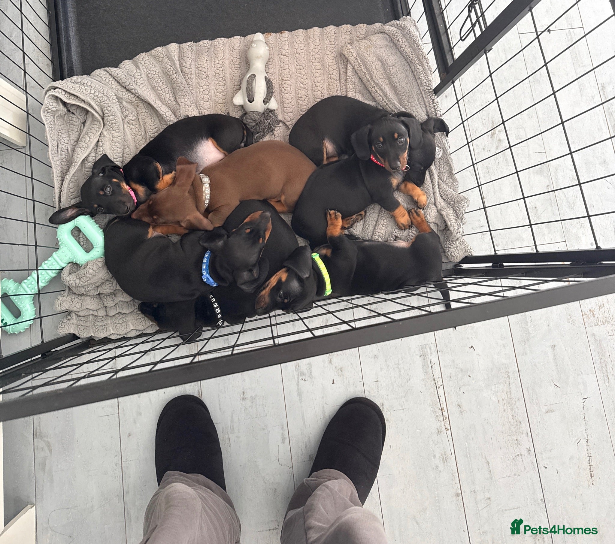 Dachshund dogs  DACHSHUND PUPPIES!! BEAUTIFUL AND HEALTHY - Advert 9