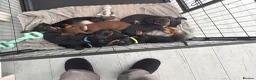 Dachshund dogs for sale:  DACHSHUND PUPPIES!! BEAUTIFUL AND HEALTHY - Advert 1