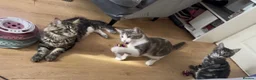 Maine Coon cats for sale: TICA EXCEPTIONAL GIANT & GENTLE MAINE COON KITTENS in Greenford - Advert 11