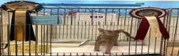 Abyssinian cats for sale: Marvellous Margot - Advert 7