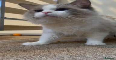 Ragdoll cats - Advert 10