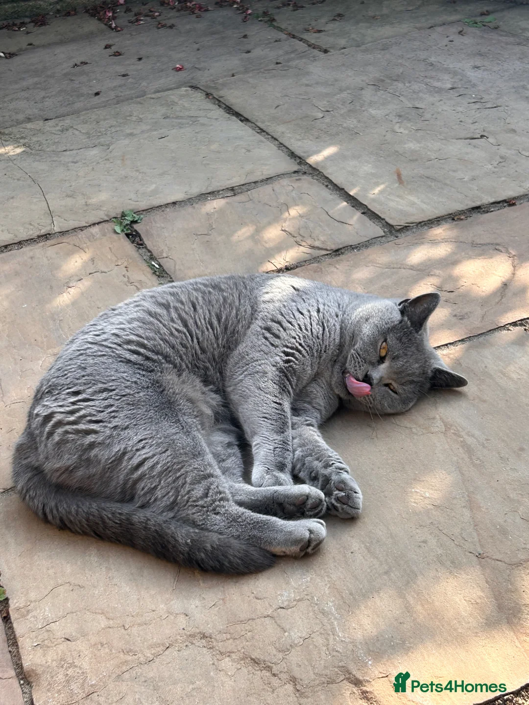 British Shorthair cats for sale: Beautiful British shorthair girl 3 Years in Nottingham - Advert 4