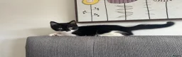 Domestic Shorthair cats for sale: Gorgeous tuxedo male  in Hyde - Advert 5
