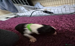 Mixed Breed dogs for sale: Collie x Kelpie Puppies ready to go 28th December  - Advert 6