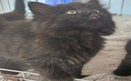 Maine Coon cats for sale: Beautiful black fluffy part maincoon kittens - Image 15