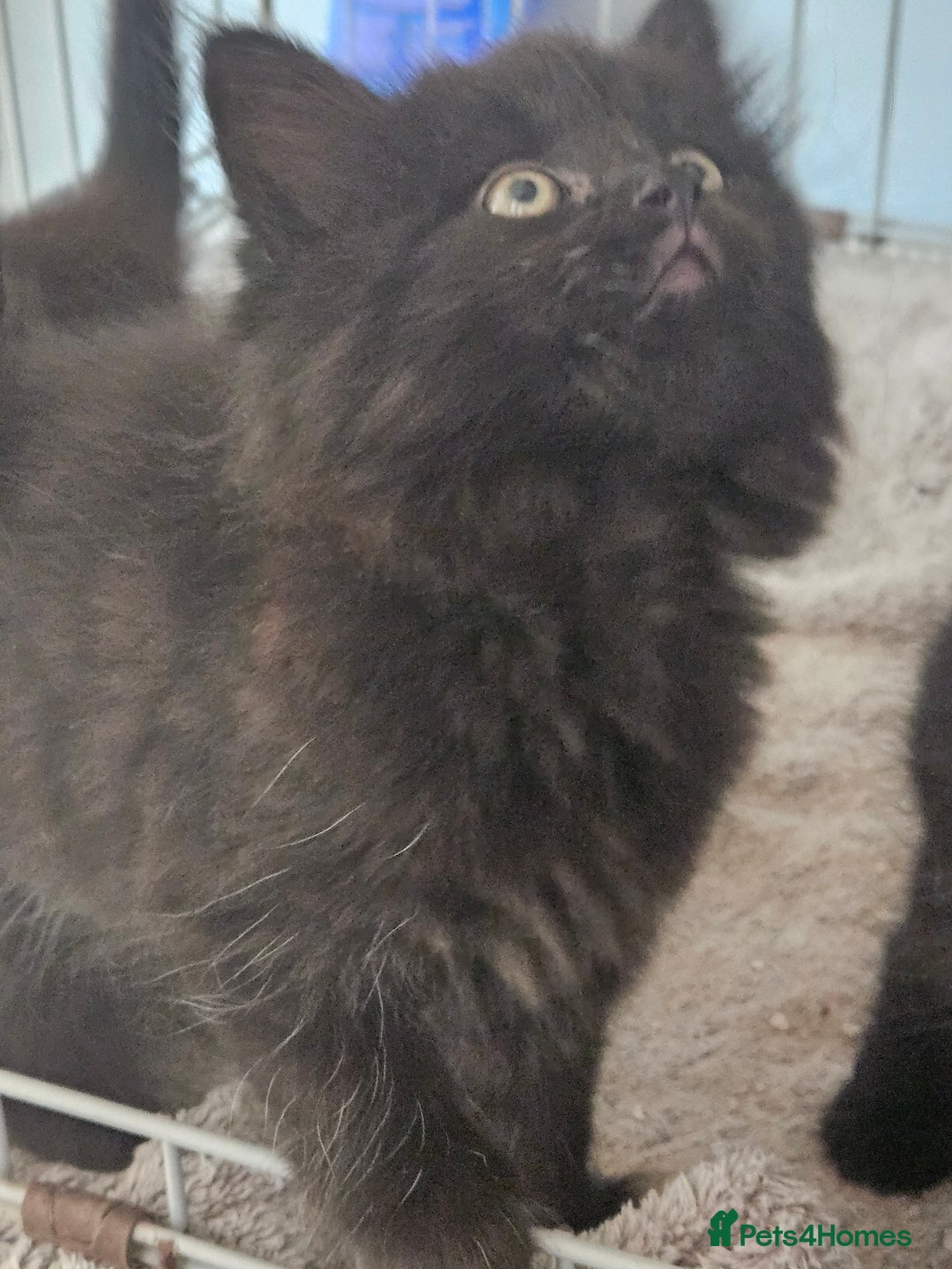Maine Coon cats for sale: Beautiful black fluffy part maincoon kittens - Image 15
