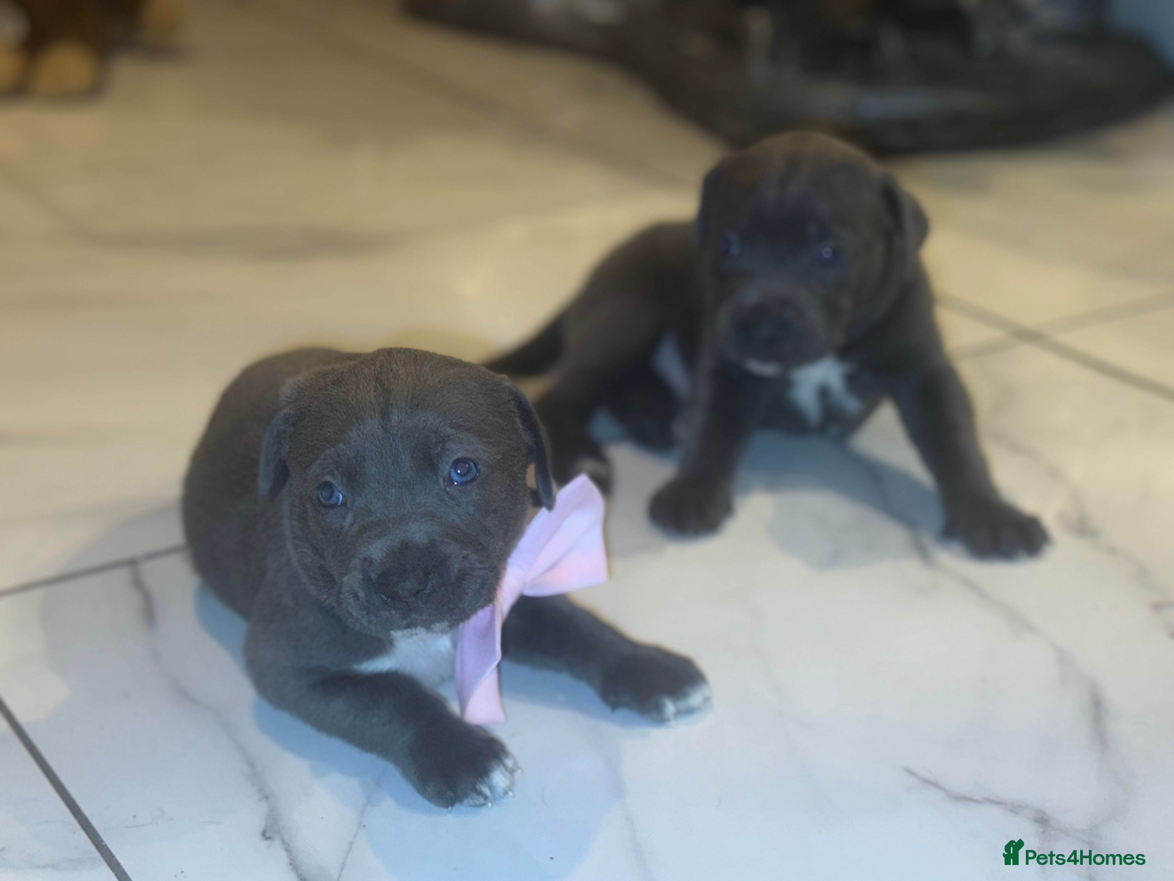 Cane Corso dogs Outstanding cane corso pups 🐶  - Advert 9