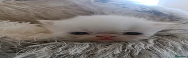 Persian 2