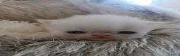 Persian cats for sale: Stunning Red Female Persian - Advert 5
