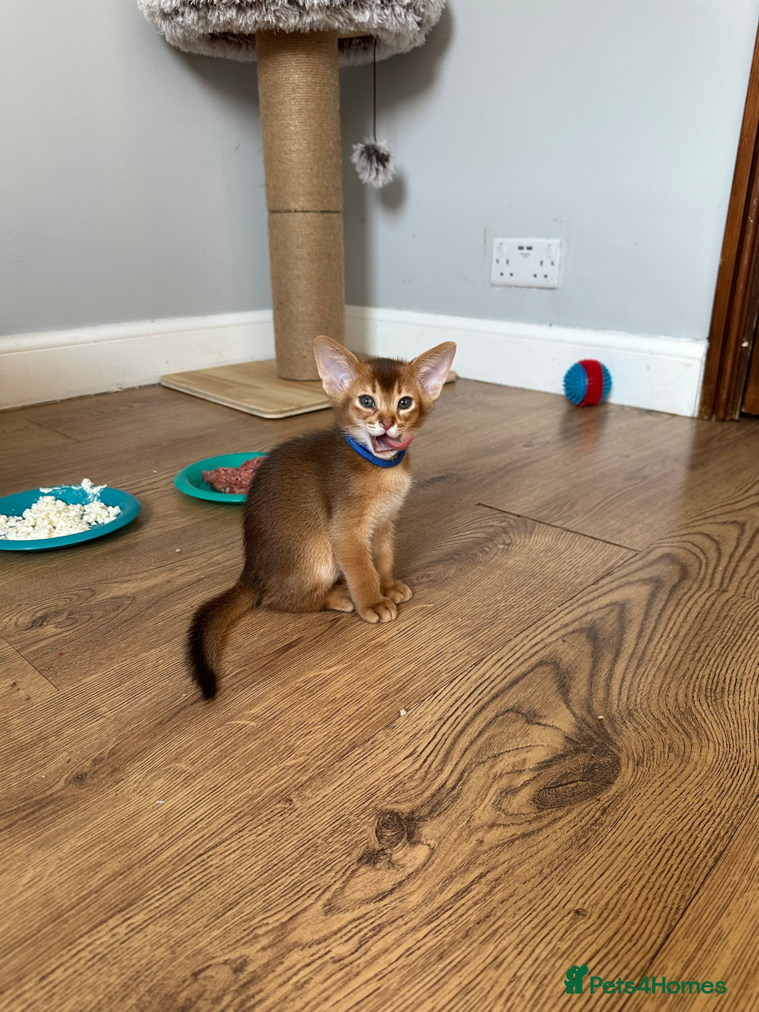 Abyssinian cats for sale: Abyssinian kittens  - Advert 26