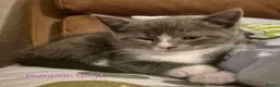 Mixed Breed cats for sale: GORGEOUS KITTENS LOOKING FOR THEIR FOREVER HOMES in Canterbury - Advert 7