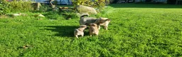 Mixed Breed dogs for sale: Gorgeous little pug mix puppies in Dungannon - Advert 2