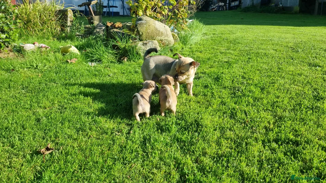 Mixed Breed dogs for sale: Gorgeous little pug mix puppies in Dungannon - Advert 2